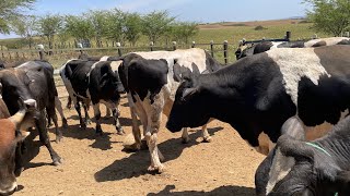 Preço do gado na feira de gado Monte Alegre Sergipe Brasil 29 setembro 2023 [upl. by Ful]