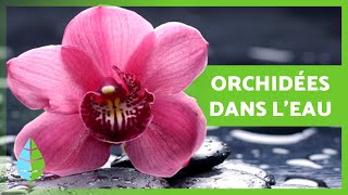 CULTIVER DES ORCHIDÉES dans lEAU 🌸 Soins Engrais et Reproduction des Orchidées dans leau [upl. by Ioved548]