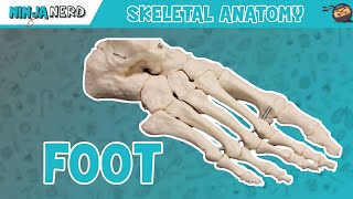 Foot Anatomy  Bones of the Foot [upl. by Heiner326]