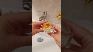 Heliopsis in a water balloon Do you have this flower growing diy satisfying foryou nanotape [upl. by Boni483]