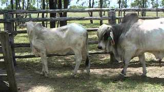 Brahman bull serving [upl. by Clapp]