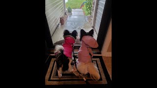 A Papillon Dog and Puppy Rainy Day Routine ft Hurricane Helene [upl. by Brockwell384]