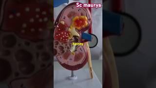 Serum Creatinine Test How to Check Your Kidney Healthfactsbloodtestaboutkidneytrendingvideo [upl. by Naget440]