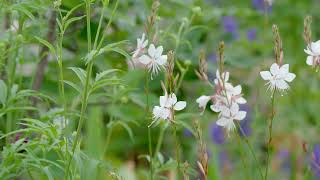 Prachtkerze Präriekerze Gaura lindheimeri [upl. by Macdermot821]