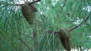 Pine Cone Harvesting [upl. by Hollie]