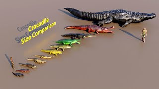 Crocodile Size Comparison animation animals [upl. by Greenwood]