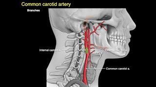 Arteries of the neck [upl. by Jena289]