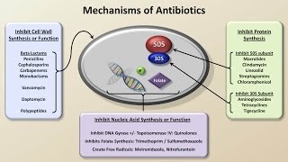 Pharmacology Drugs for Asthma and COPD Animation [upl. by Suiratnod]