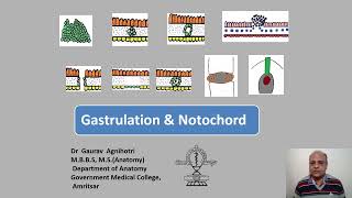 Gastrulation and Notochord [upl. by Lytton774]