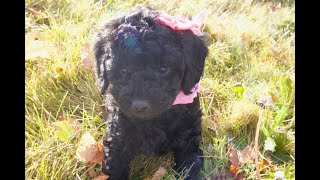 Temperament Testing for Hattie – Female Black Moyen Poodle Puppy  Funny Farm Poodles amp Doodles [upl. by Riannon647]