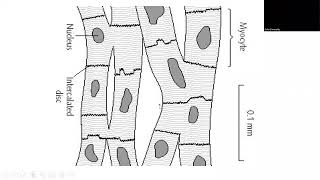 Intercalated Disc  Histology of Muscles  DrDalia ElMarakby [upl. by Hecklau607]