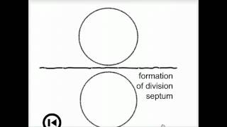 DNA replication in a bacterial cell [upl. by Semyaj]