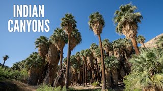 Indian Canyons Hiking Palm Canyon amp Andreas Canyon in Palm Springs [upl. by Douglass]