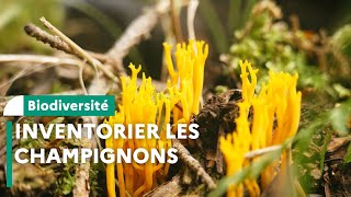 Inventaire de champignons en réserve biologique intégrale dans le Cantal [upl. by Aseret]