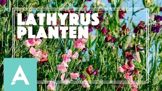 Lathyrus planten  Grow Cook Eat 25 [upl. by Erdnuaed409]