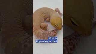 😱😳What Is On My Gecko Is He Ok leopardgecko shedding gecko reptile petgecko funpet sun [upl. by Serafina925]