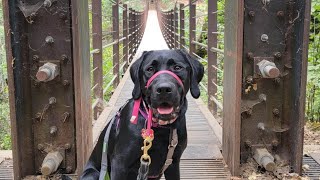 Deer Creek Tribute Trail DogFriendly Hike in Nevada City CA [upl. by Barclay20]