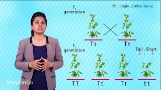 Mendels experiment  Monohybrid Cross  Law of Segregation [upl. by Aiykan94]