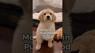 Sweet Moments of Puppyhood 🥹 dogshorts goldenretriever puppies puppyvideos dogs puppy [upl. by Llewon]