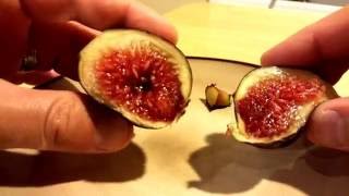 Cutting into a ripe Preto fig [upl. by Rebmyt]