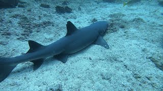 Diving in Coiba Island in Panama [upl. by Esoranna371]