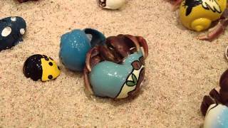 Hermit Crab changing shells [upl. by Idzik291]