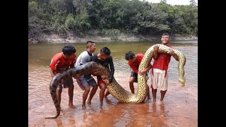 The Silent Stalker of Belizes Waterways Unveiling the Green Anaconda [upl. by Barny636]