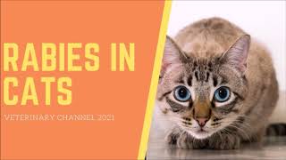 The Clinical Signs And Diagnosis Of Rabies In Cats [upl. by Armin]