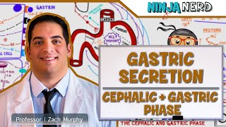 Gastrointestinal  Gastric Secretion The Cephalic amp Gastric Phase [upl. by Ggerc]