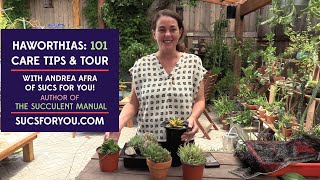 Haworthias 101  Care tips and a tour of my collection [upl. by Cannell]