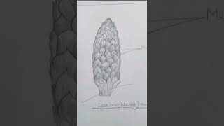 biology  cycas male amp female structure [upl. by Ralyat106]