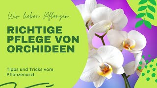 Pflege und umtopfen von Phalaenopsis [upl. by Ahtreb828]