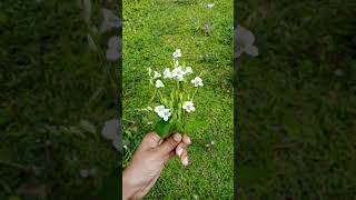 asystasia gangetica  chinese violet 🏵️ trending shorts voice nature editing [upl. by Philomena]