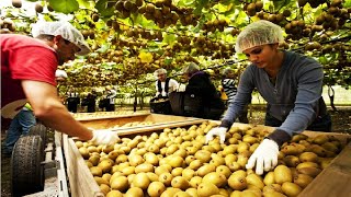 Kiwi Fruit Harvesting Picking and Packing  Amazing Agriculture Kiwi Farm Technology [upl. by Short]