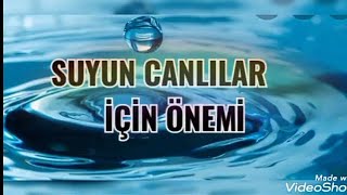 Suyun canlılar için önemi [upl. by Eninahs]