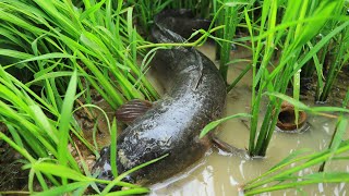 Top Amazing fishing  a lot of fish in rice field [upl. by Bardo967]