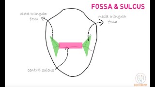 Permanent Maxillary 1st Premolar [upl. by Hyacintha]