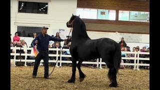 Dangerous stallion is too much for its owner Part 2 Negative Comments [upl. by Rivers470]