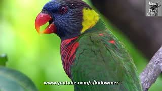 Bird Call COCONUT LORIKEET [upl. by Assiluj]