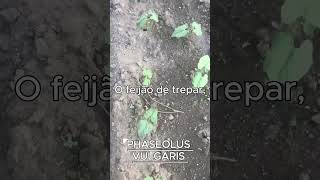 PHASEOLUS VULGARIS AKA FEIJÃO DE TREPAR [upl. by Thorlay]