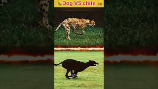 🐕 dog VS lion shorts short youtubeshorts ytshorts ytshort facts MrBeast MRINDIANHACKER [upl. by Eimile506]