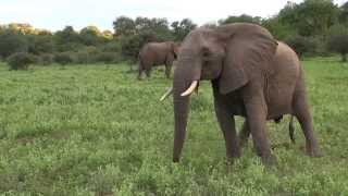 Large Breeding Herd Of Elephants [upl. by Ydoow]