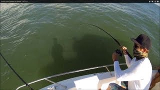 Space Coast Tripletail and Redfish  WDTFS [upl. by Denn]