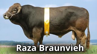 Raza bovina Braunvieh El ganado Pardo Suizo Europeo para carne [upl. by Chelsey829]