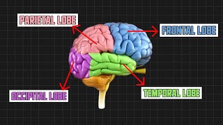 Brain parts  Explained Pcdoc [upl. by Shuler]