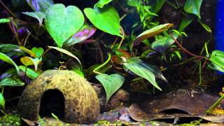 Dart Frog Time Lapse [upl. by Heigho]