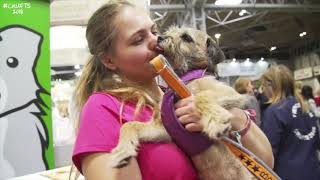 Crufts 2018 border terrier agility and YKC freestyle [upl. by Asteria436]