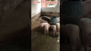 Tamos por cá trabalhando a todo vapor granja sítio h Fernandes em Itapipoca Ce 🐷🐷🐷 [upl. by Dahsra]