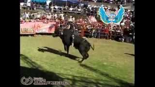 Espectaculares y Peligrosos Los Toros Divinos 2014 En San Isidro Mich [upl. by Nnhoj904]