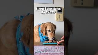 What This Dog Does ALL Day 👻 dog dogs doglover doglife pets petlover goldenretriever cutedog [upl. by Michal]